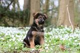 BERGER ALLEMAND 1079